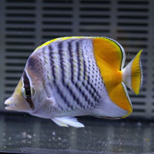 Colorful tropical angelfish with yellow tail and fins, silver body with black vertical stripes swimming in a home aquarium.