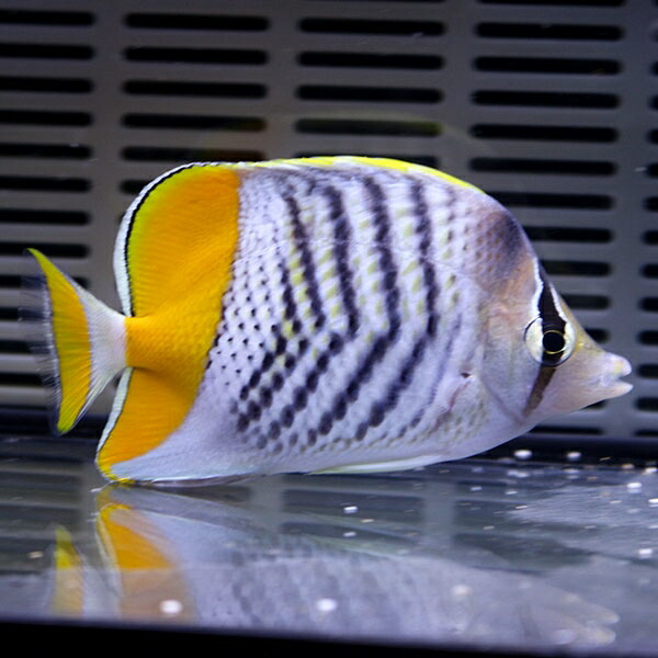 ベニオチョウ 7-9cm±!海水魚 クマノミ 餌付け【クマノミ】