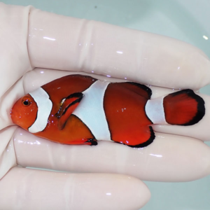 Orange clownfish with white bands and black edges being held gently in a gloved hand, close up view.