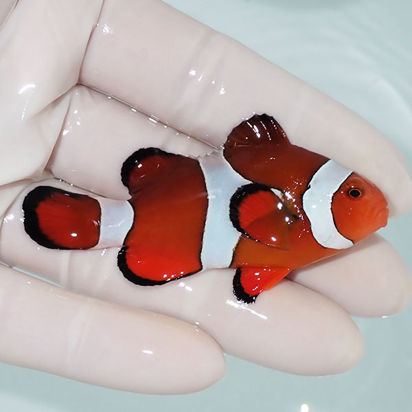 【現物7】カクレクマノミbig 7cm± ! wild 海水魚 カクレクマノミ(t111(t207