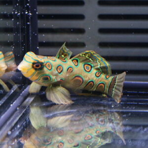 Mandarinfish with turquoise, orange, and green circular markings swimming in a glass aquarium.