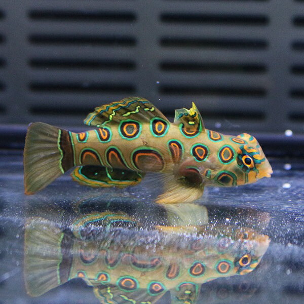 スポッテッドマンダリン 4-5cm± 雌雄判別不可!海水魚 マンダリン 餌付け(t125