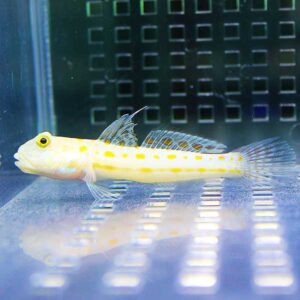 Small yellow-spotted fish with translucent fins in a glass tank; side view, water reflections visible.