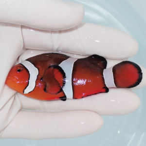 Small orange clownfish with white and black bands held gently in a gloved hand over pale blue water.
