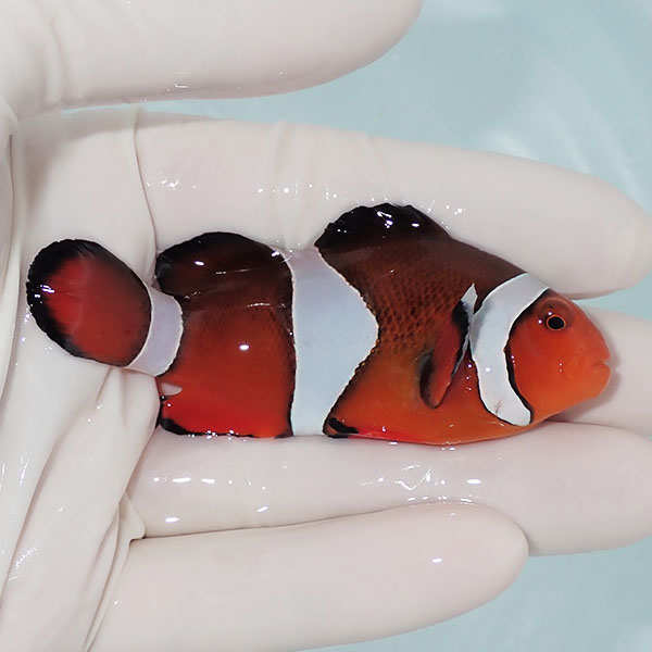 【現物4】カクレクマノミbig 7.5cm! wild 海水魚 カクレクマノミ(t111(t207