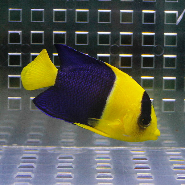ソメワケヤッコ 5-7cm±!海水魚 ヤッコ15時までのご注文で当日発送(t111