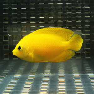 Bright yellow fish swimming left in a glass aquarium with a metallic checkered background.