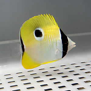 イッテンチョウ  6-8cm±! 海水魚 チョウチョウウオ 15時までのご注文で当日発送【チョウ】