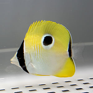 Yellow butterflyfish with a black-edged tail and a large black eye spot, swimming in an aquarium.