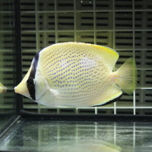 Yellow butterflyfish with purple spots and a dark vertical eye stripe swimming in a glass aquarium.
