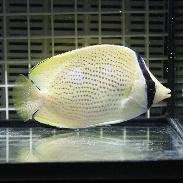 ゴマチョウチョウウオ 8-10cm±! 海水魚 チョウチョウウオ 餌付け!15時までのご注文で当日発送(t114