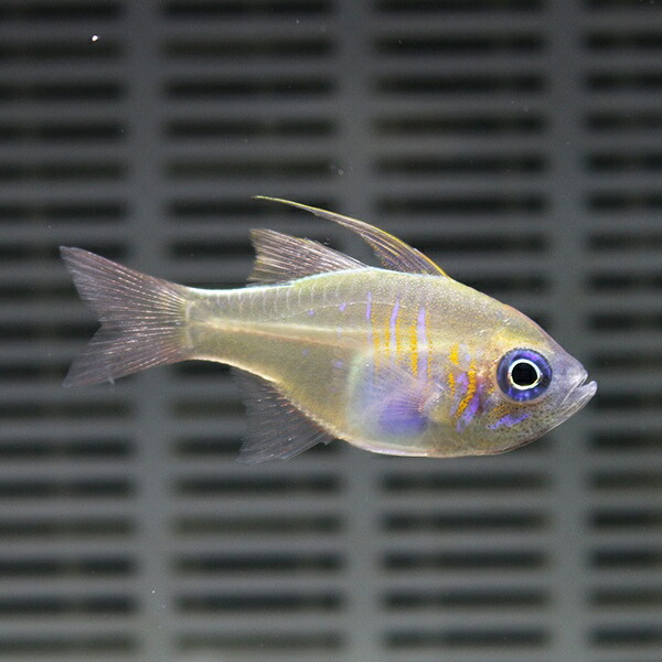イトヒキテンジクダイ 5-7cm± 3匹セット! 海水魚 テンジクダイ 餌付け 15時までのご注文で当日発送(t116