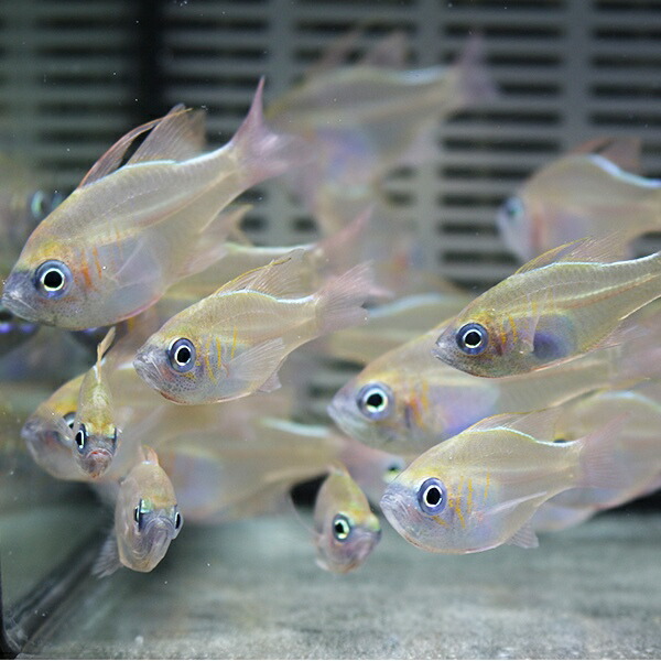 イトヒキテンジクダイ 5-7cm± 3匹セット! 海水魚 テンジクダイ 餌付け 15時までのご注文で当日発送(t116