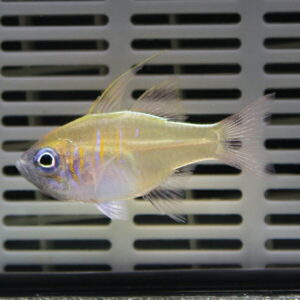 Small yellow aquarium fish with purple stripes swimming against a gray slotted background.
