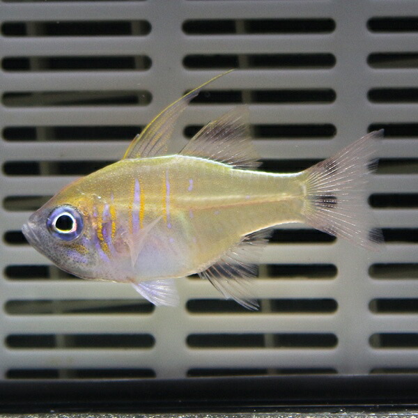 イトヒキテンジクダイ 5-7cm± 5匹セット! 海水魚 テンジクダイ 餌付け 15時までのご注文で当日発送(t116