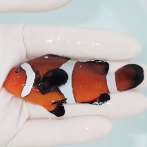 Orange clownfish with white bands being gently held by gloved fingers.