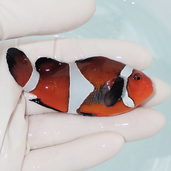 【現物5】カクレクマノミbig 8.5cm!  wild 海水魚 カクレクマノミ(t111(t207