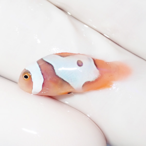 Tiny tropical fish with pale blue and white bands on an orange body held on a gloved hand in bright light