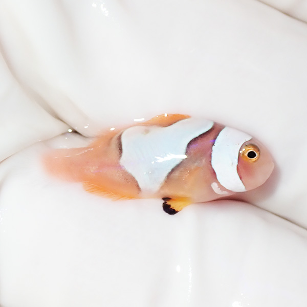 【現物5】ブラックピカソクラウン 2.3cm±! 海水魚 クマノミ 餌付け 15時までのご注文で当日発送(t115(t207