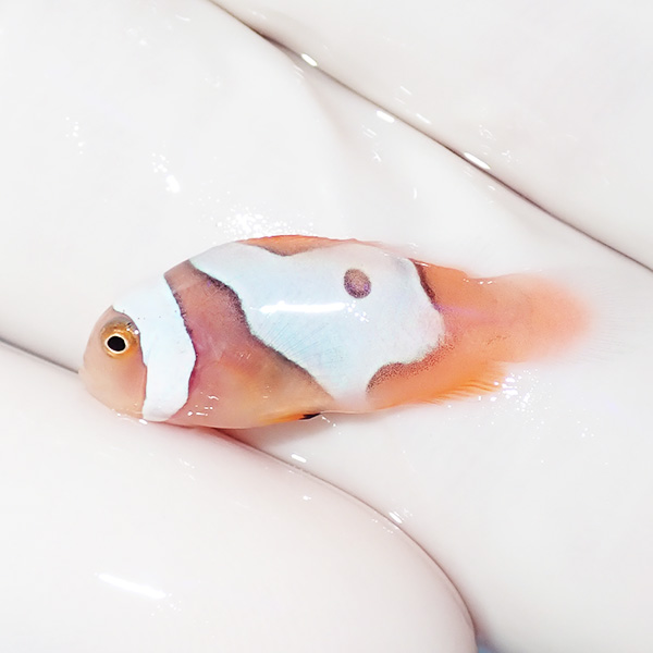 【現物5】ブラックピカソクラウン 2.3cm±! 海水魚 クマノミ 餌付け 15時までのご注文で当日発送(t115(t207