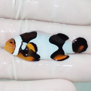 Small clownfish with white body and black and orange markings resting on a gloved hand.