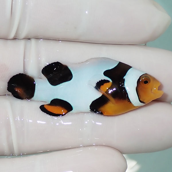 【現物6】Aグレード ブラックピカソクラウン 4.7cm±! 海水魚 クマノミ 餌付け 15時までのご注文で当日発送(t115(t207
