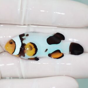 Small tropical fish with a pale blue body, orange face and fins, and black markings resting on a gloved hand.