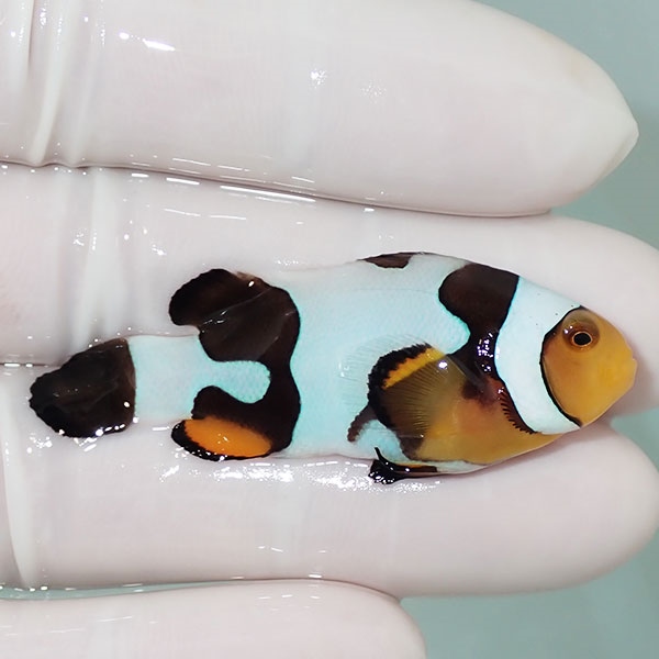 【現物7】Aグレード ブラックピカソクラウン 5.5cm±! 海水魚 クマノミ 餌付け 15時までのご注文で当日発送(t115(t207