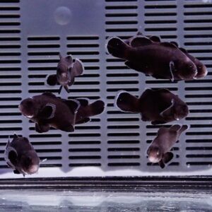 Five dark-colored bottom-dwelling fish swimming in an aquarium with a slotted gray grid/cover behind them.