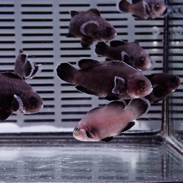 粒エサ餌付け済み ミッドナイトクラウン 3-4cm± 黒色等の色指定不可! 海水魚 クマノミ 餌付け 15時までのご注文で当日発送(t115(t207