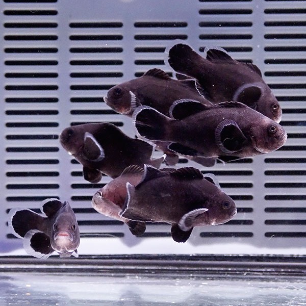 粒エサ餌付け済み ミッドナイトクラウン 3-4cm± 黒色等の色指定不可! 海水魚 クマノミ 餌付け 15時までのご注文で当日発送(t115(t207