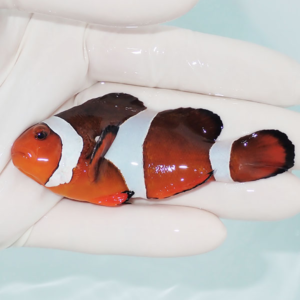 Clownfish with orange body and white bands being held in a gloved hand underwater