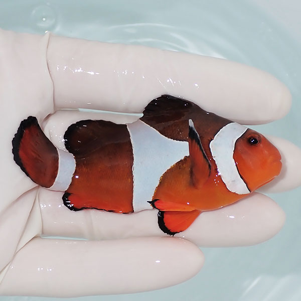 【現物9】カクレクマノミbig 9cm± ! wild 海水魚 カクレクマノミ(t111(t207