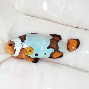 Small clownfish with a turquoise body and orange fins resting on white fabric.