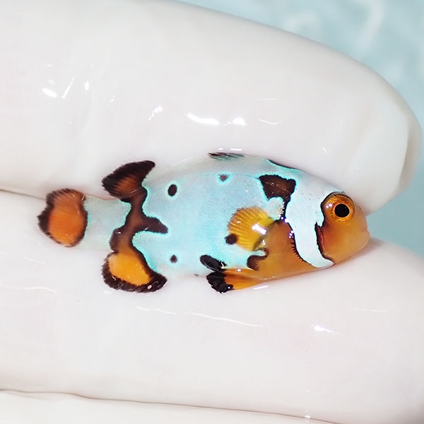 【現物1】ブラックアイスオセラリス 3cm±! 海水魚 クマノミ 餌付け 15時までのご注文で当日発送(t115(t207