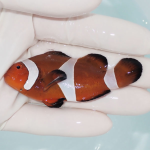 Orange clownfish with white bands held gently in gloved hands over a pale blue tank surface
