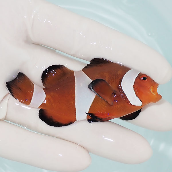 【現物8】カクレクマノミbig 7.5cm±! wild 海水魚 カクレクマノミ(t111(t207