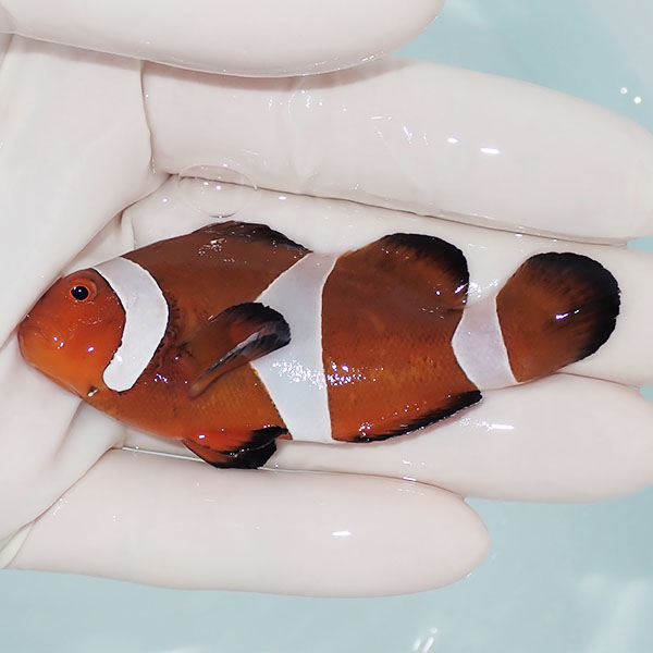 【現物8】カクレクマノミbig 7.5cm±! wild 海水魚 カクレクマノミ(t111(t207