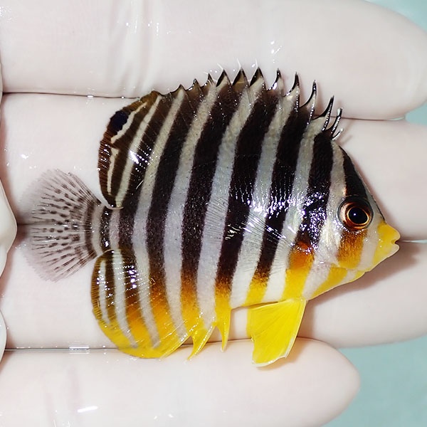 【現物50】シマヤッコ 5.3cm±! 海水魚 生体 15時までのご注文で当日発送(t111(t207