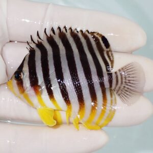 Small striped tropical fish with yellow fins held between gloved fingers, showing black vertical stripes on white body and yellow tail.