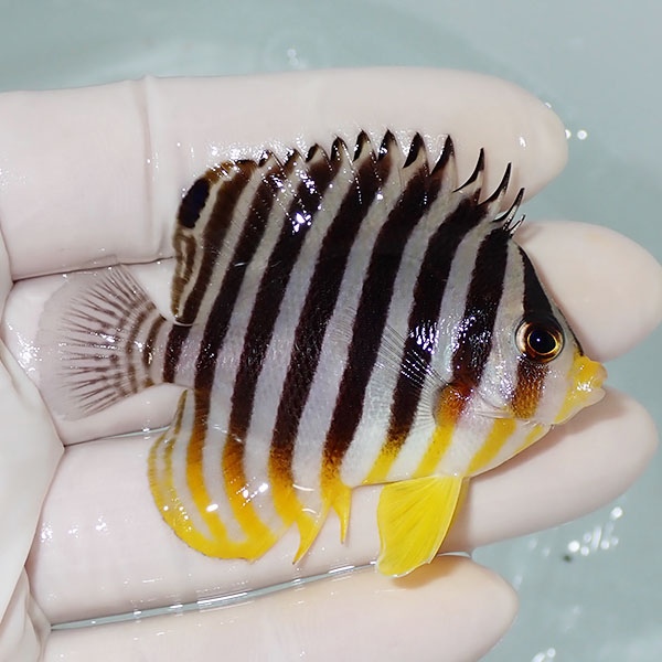 【現物43】シマヤッコ 6.3cm±! 海水魚 生体 15時までのご注文で当日発送(t111(t207