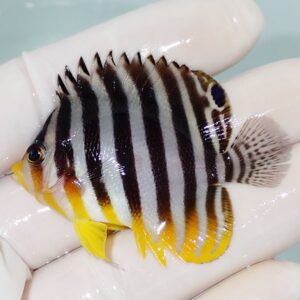 Small tropical fish with bold black and white vertical stripes and bright yellow fins held in a gloved hand.