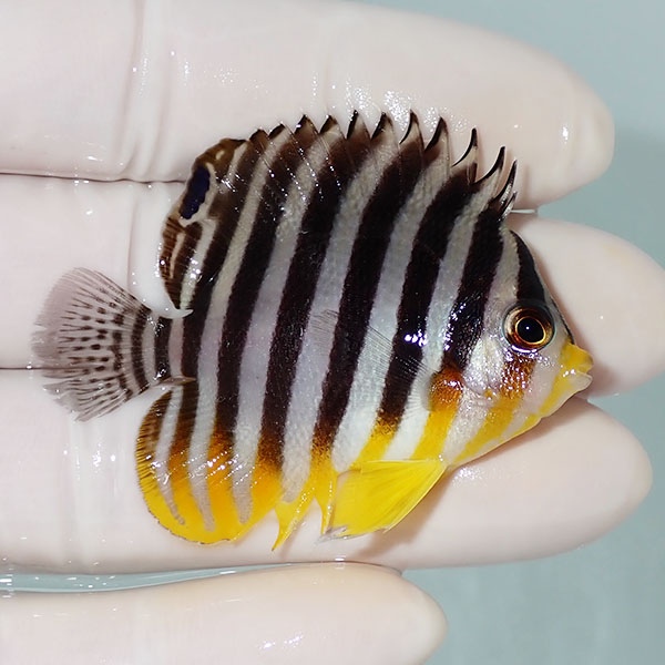 【現物40】シマヤッコ 5.5cm±! 海水魚 生体 15時までのご注文で当日発送(t111(t207