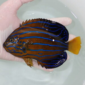 Tropical fish with a brown body and bright electric blue horizontal stripes, yellow tail, being held in a gloved hand in a shallow tank of water.