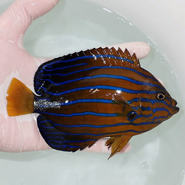【現物8】粒エサOK キンチャクダイ 16cm±!海水魚 ヤッコ  15時までのご注文で当日発送(t111(t207