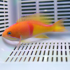 Bright orange and yellow tropical fish swimming in a white aquarium with a slatted bottom grid.