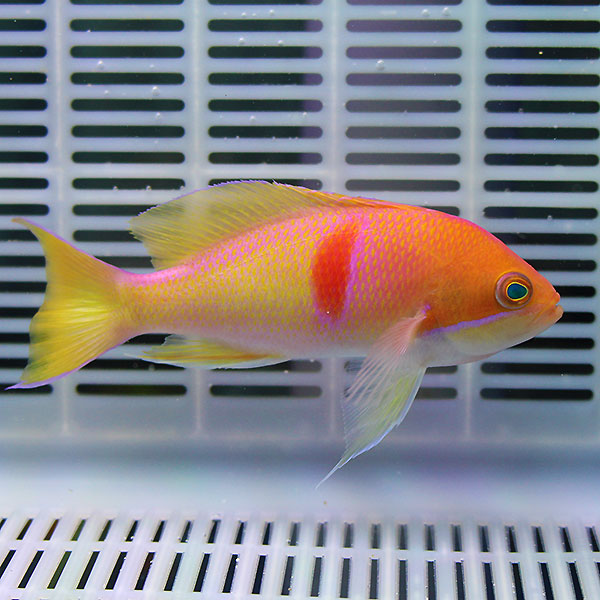 アカオビハナダイ 8-10cm± ! 海水魚 ハナダイ 餌付け済み 15時までのご注文で当日発送(t118