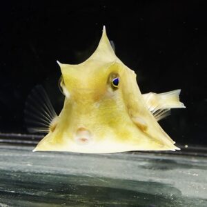 Yellow, horned-looking fish with a triangular head and small fins, swimming in dark water toward the camera.