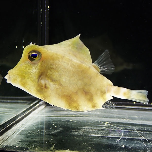 ラクダハコフグ 6-8cm± ! 海水魚 フグ  15時までのご注文で当日発送(t123