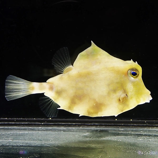 ラクダハコフグ 6-8cm± ! 海水魚 フグ  15時までのご注文で当日発送(t123